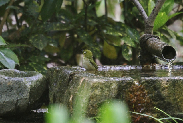 幸せの青い鳥シリーズ①オオルリ編in京都御所: 撮り鉄撮り鳥α